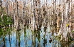 POLICY STUDIES ENERGY AND ENVIRONMENT Be Prepared: Using Florida’s Natural Infrastructure to Combat Climate Change