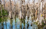 IDEAS IN ACTION: Be Prepared: Using Florida’s Natural Infrastructure to Combat Climate Change